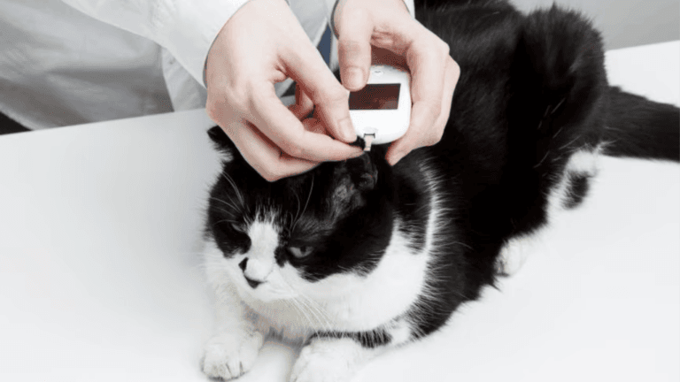 Signs of Diabetes in Cats: Early Warning Symptoms 117 Signs of Diabetes in Cats