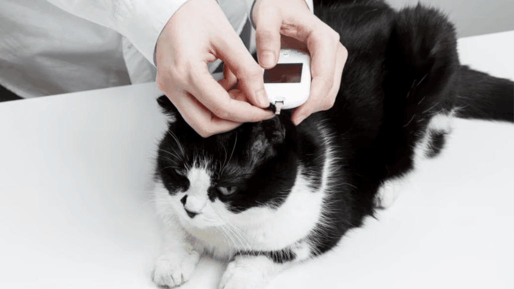 Signs of Diabetes in Cats