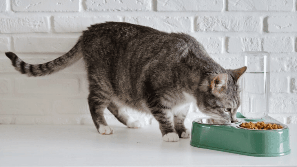 aging feline leanness and Old Cat Losing Weight