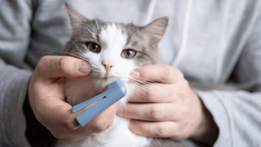 cat dental anesthesia
