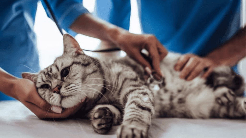 cat digestive problems