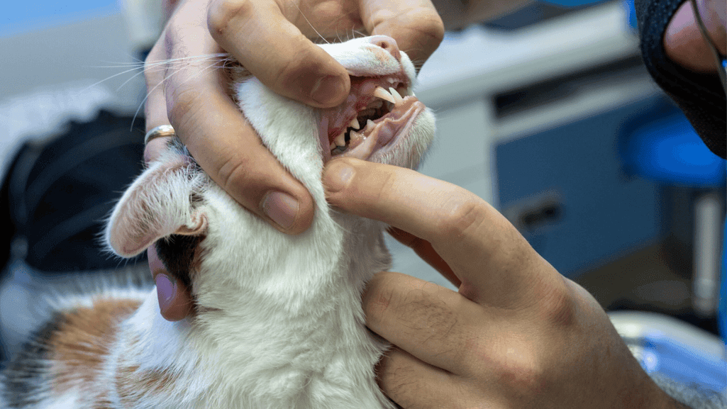 cat gum disease