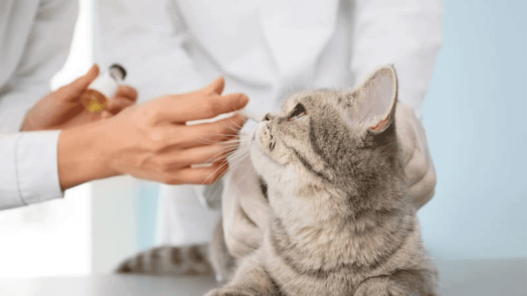 cat rabies vaccine schedule