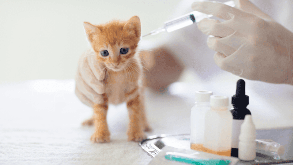 cat rabies vaccine side effects