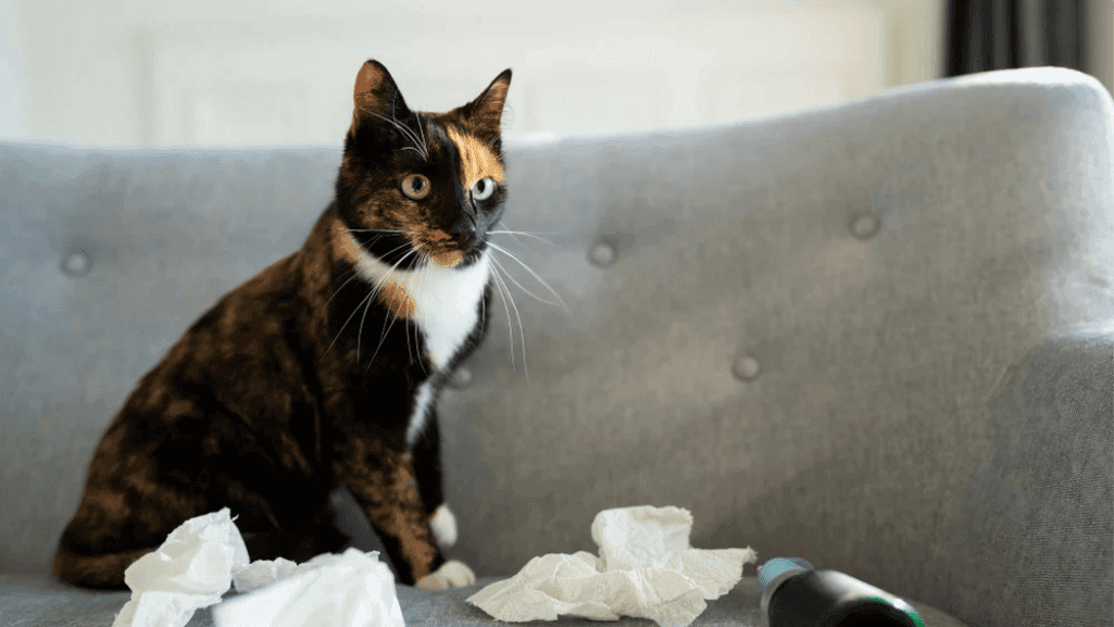 cat vomiting remedies