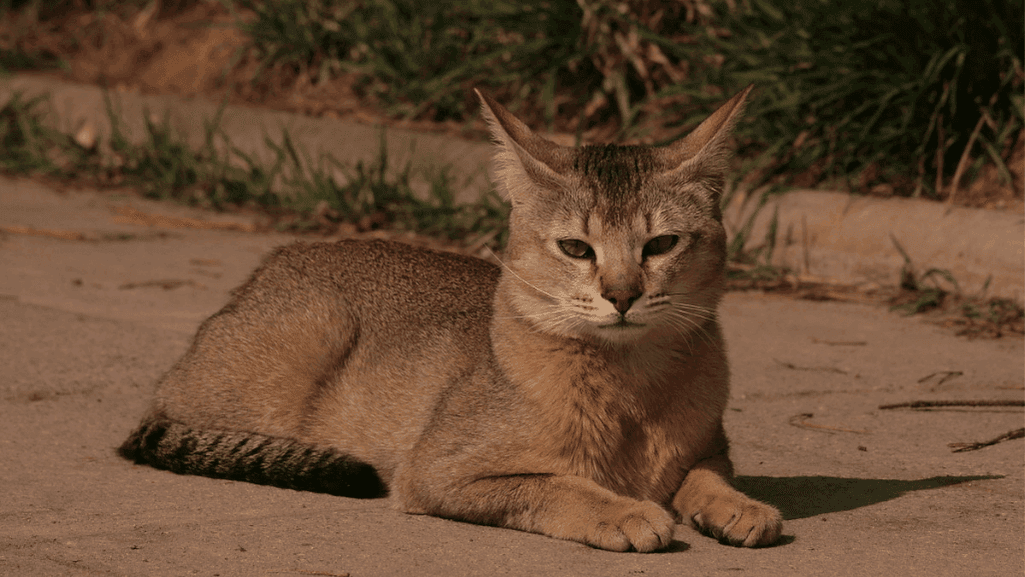 chausie cat chausie cat