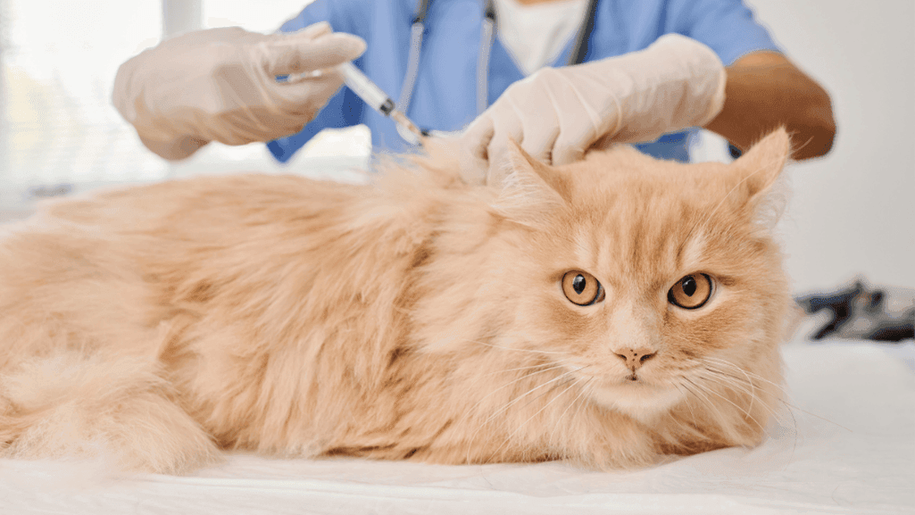 core cat vaccines and non-core cat vaccines