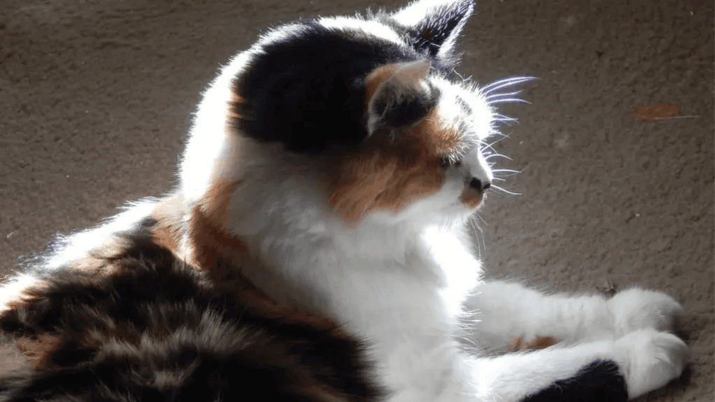 encouraging senior cats to eat