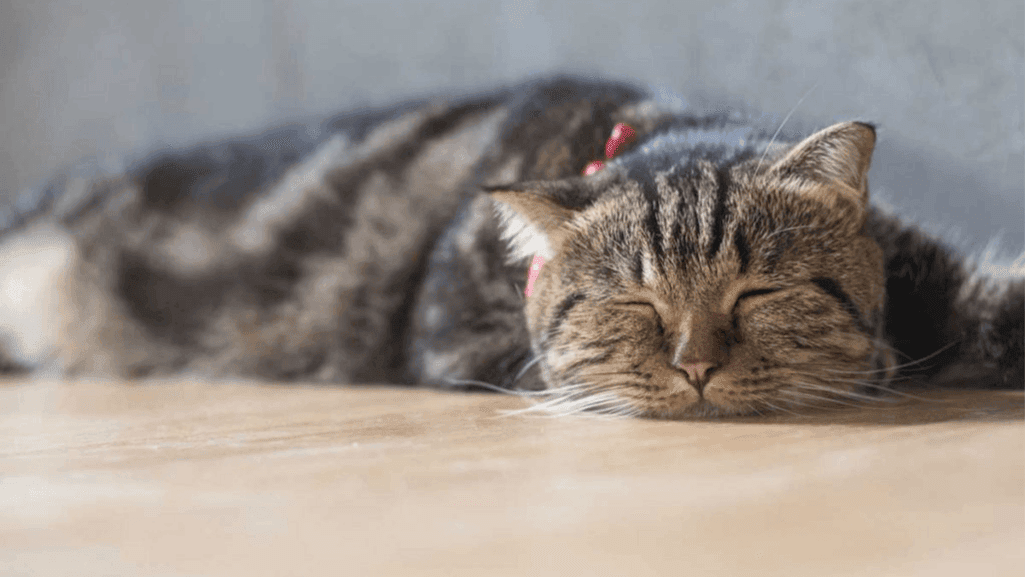 feline digestive troubles