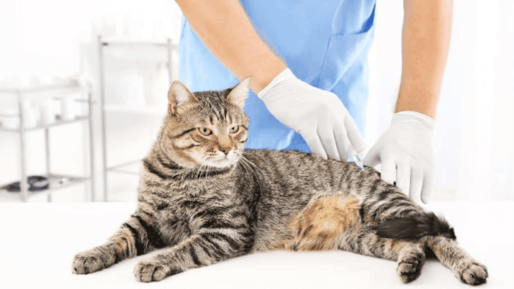 feline rabies prevention