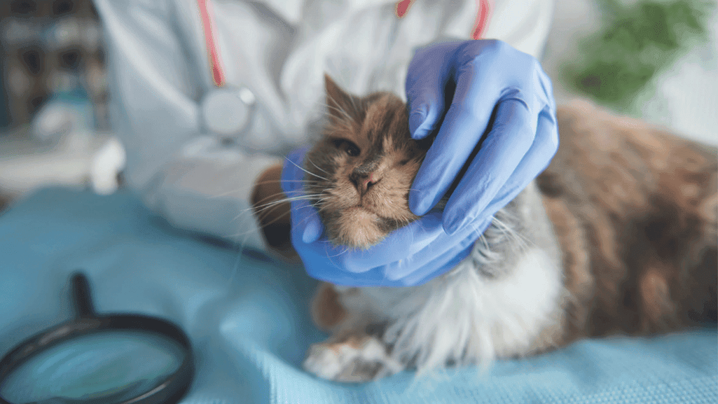 feline respiratory disease complex vaccine