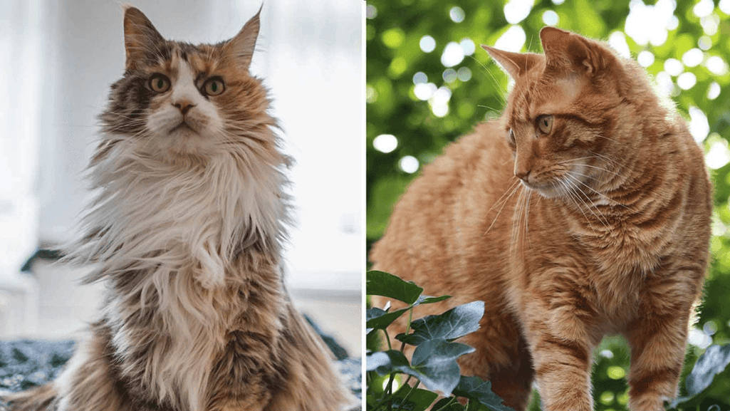 indoor vs outdoor cat rabies risks