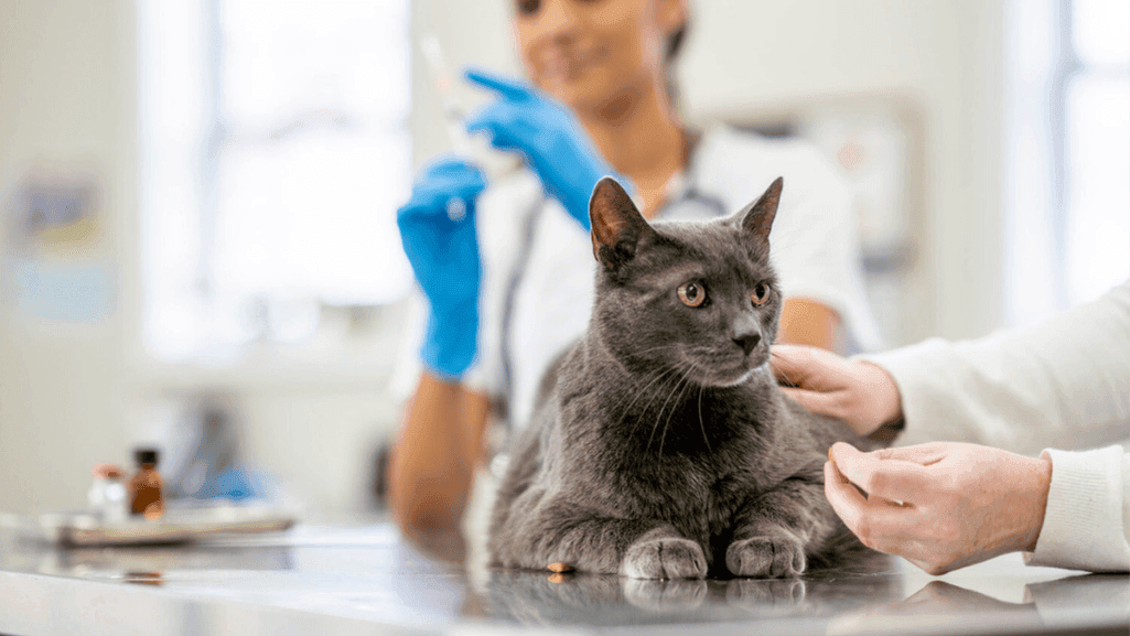 insulin therapy for cats