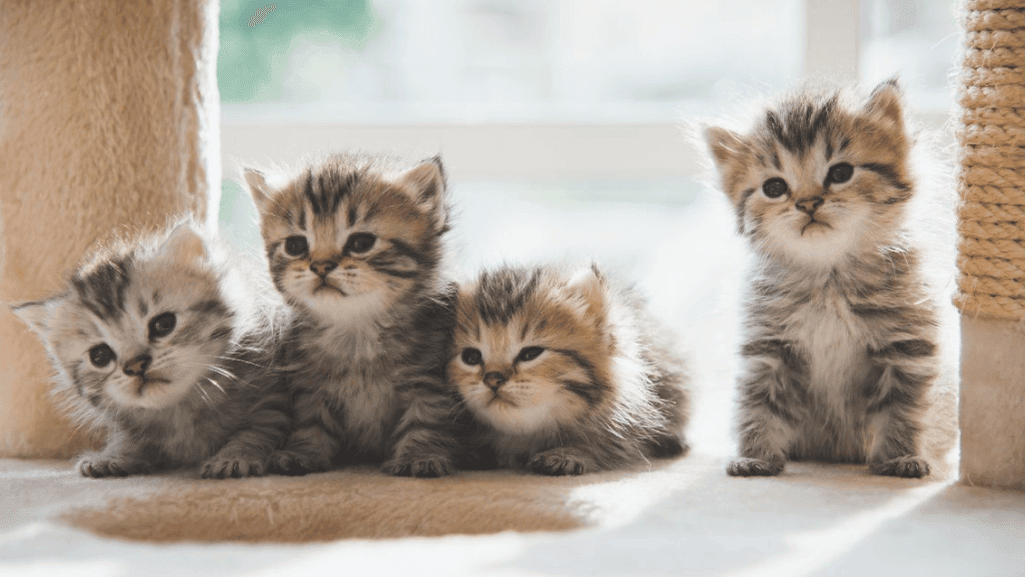 kitten vaccine schedule