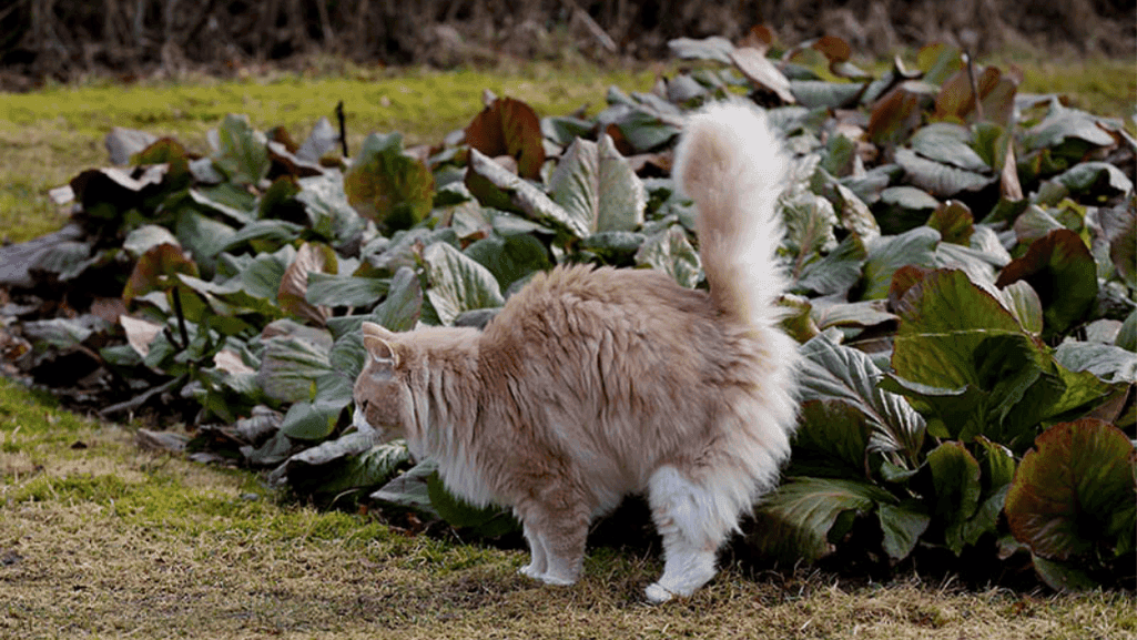 neutering cats to stop spraying