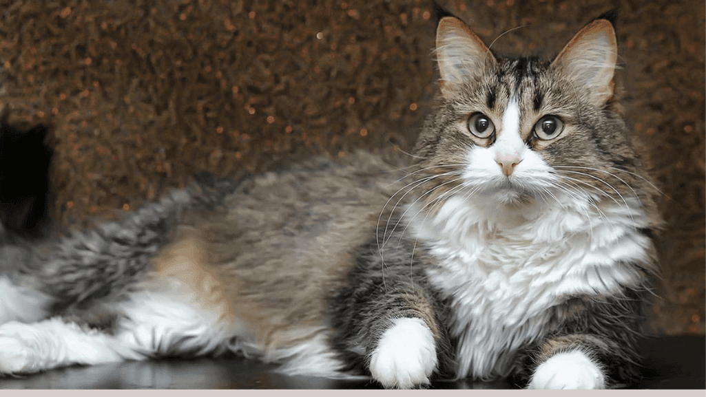 norwegian forest cat norwegian forest cat