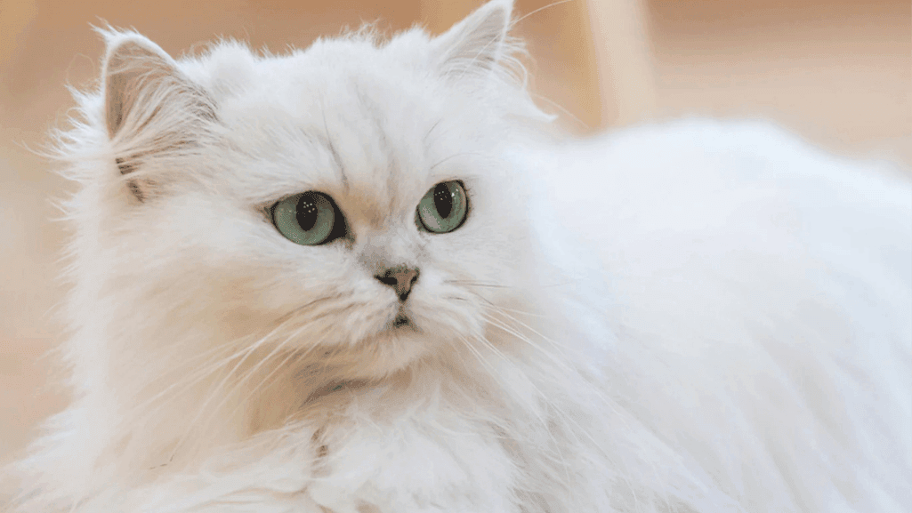 persian cat appearance