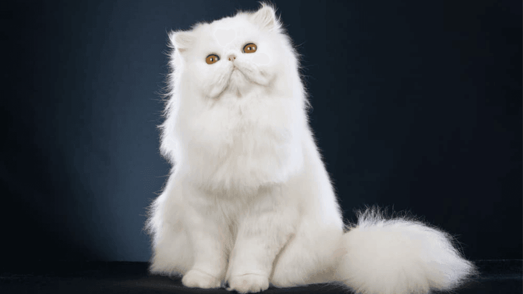 persian cat personality