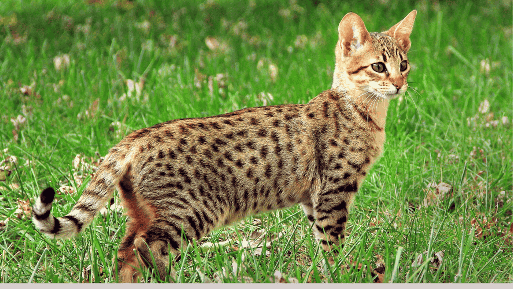 savannah cat savannah cat