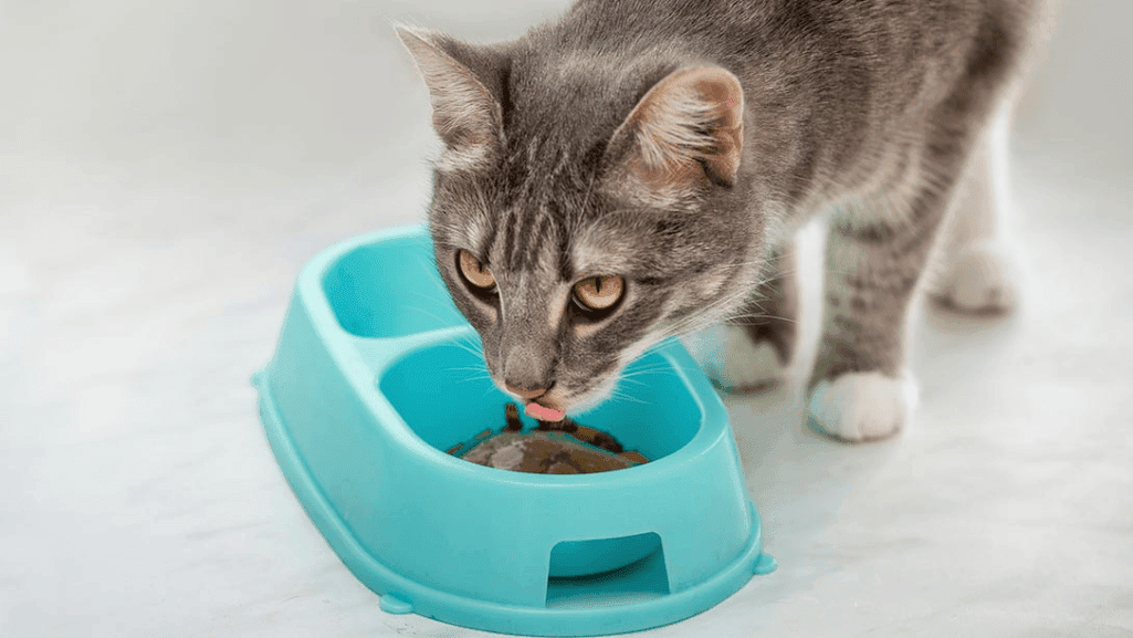 senior cat food aversion