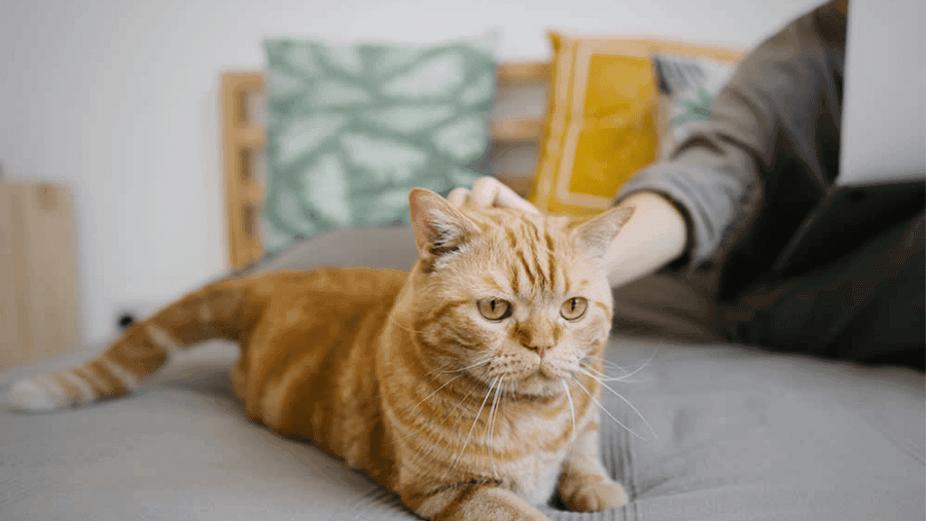 senior cat health concerns affecting appetite and old cat not eating