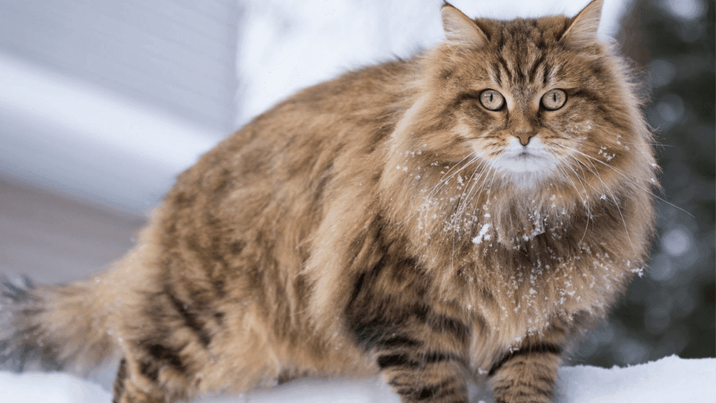 siberian cat siberian cat