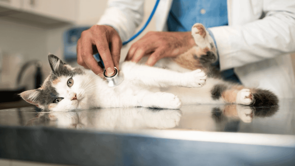 vet advice for cat vomiting