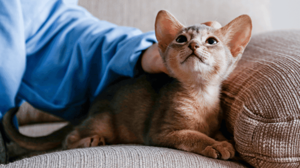 veterinary care for vomiting cats
