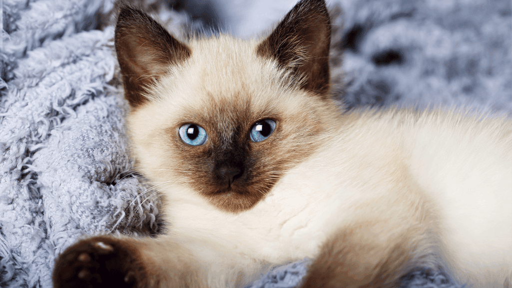 Balinese and Siberian Cats and Hypoallergenic Kittens for Adoption