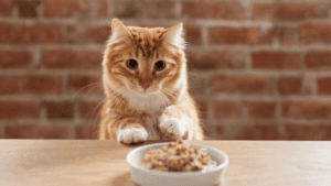 Best Cat Food for Sensitive Digestion