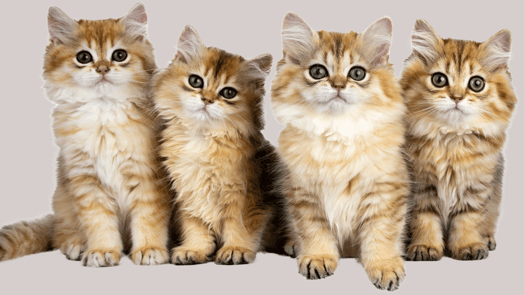 Best Hypoallergenic Kittens for Families