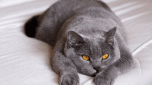 British Shorthair Health Problems