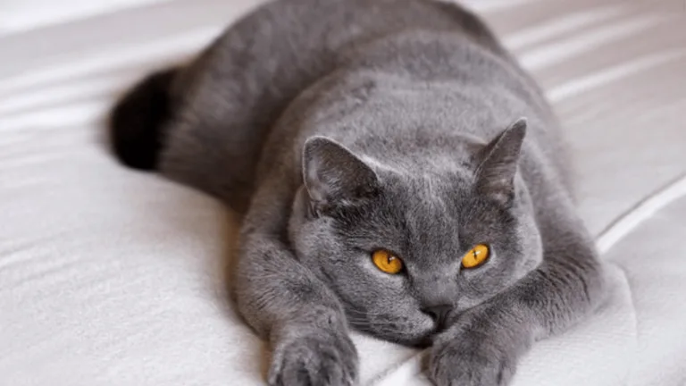 British Shorthair Health Problems: What to Know 1 British Shorthair Health Problems