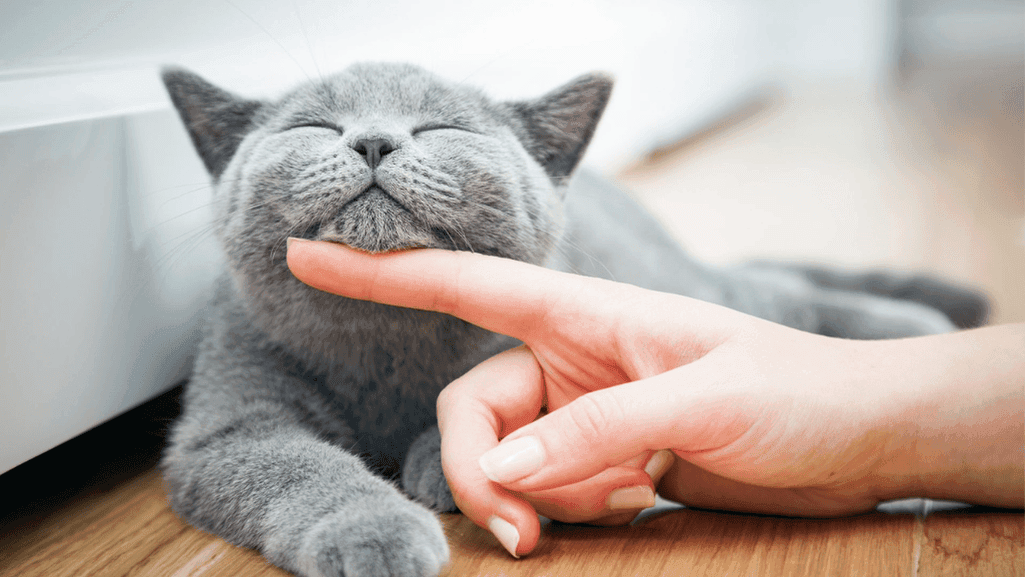 British Shorthair dental health