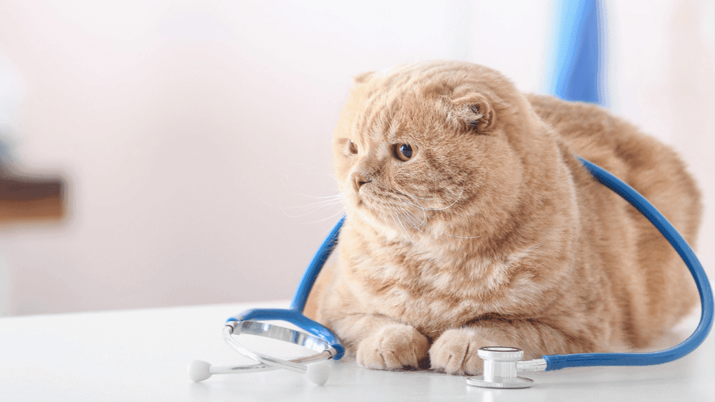British Shorthair preventative care