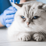 Can Cats Get Parvo