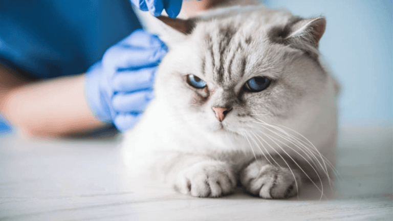 Can Cats Get Parvo