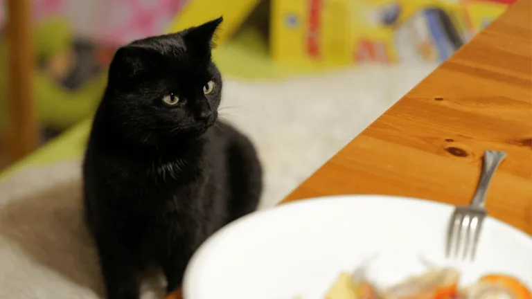 Easy Homemade Cat Food Recipes for Your Feline Friend 114 Cat Food Recipes