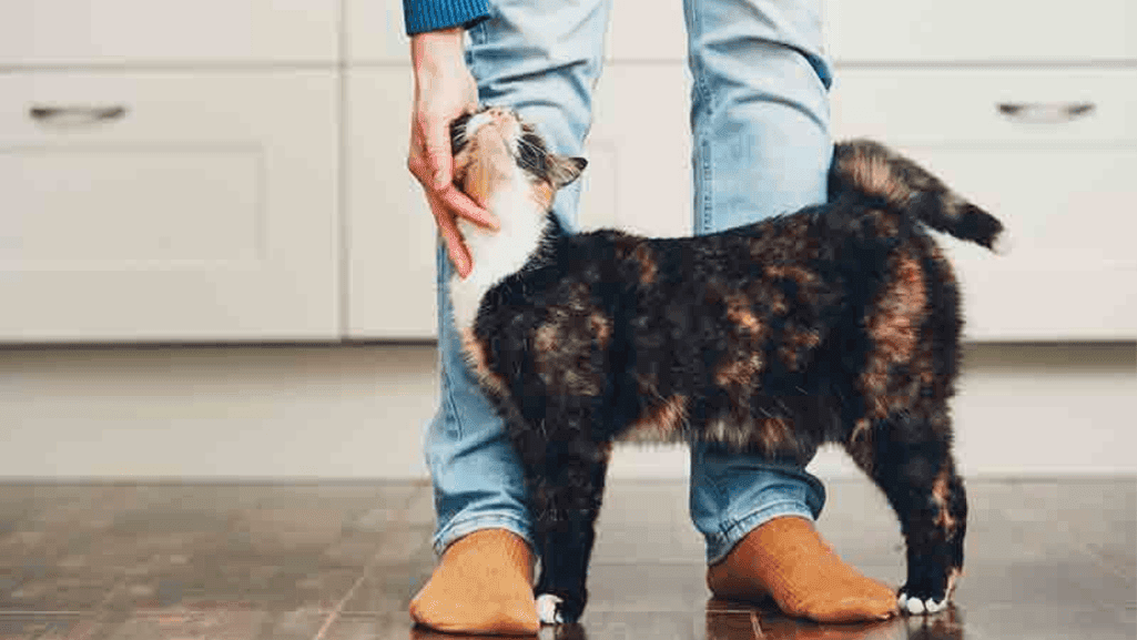 Cat Health and Wellness