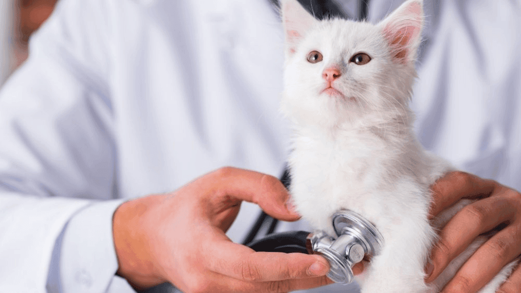 Cat Illness Diagnostic Image and Cats and Infections