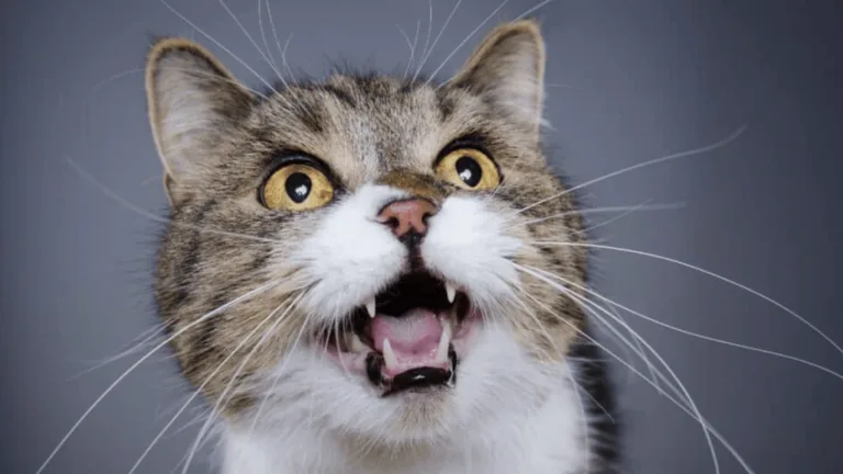 Cat Molars: Understanding Your Feline's Dental Health 135 Cat Molars