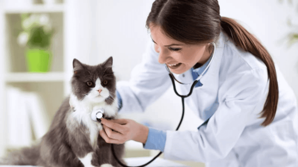 Cat Veterinary Care
