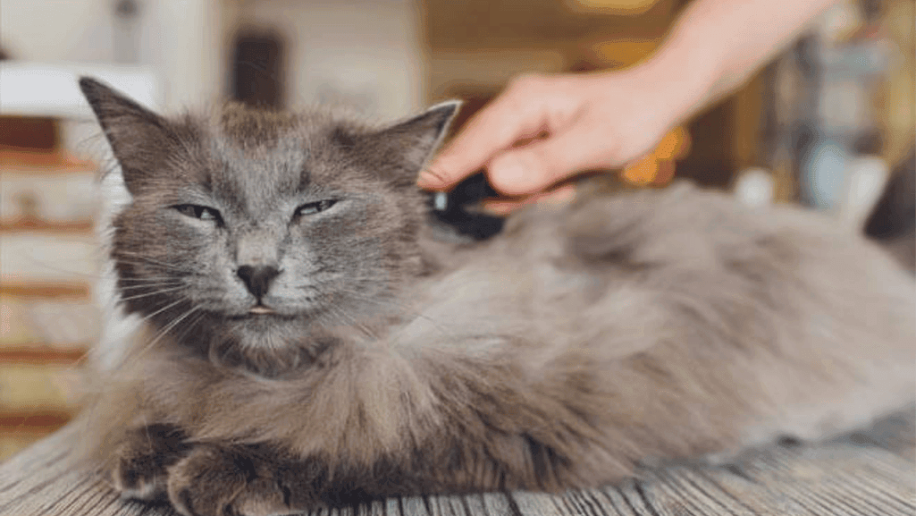 Cat parasites and shedding