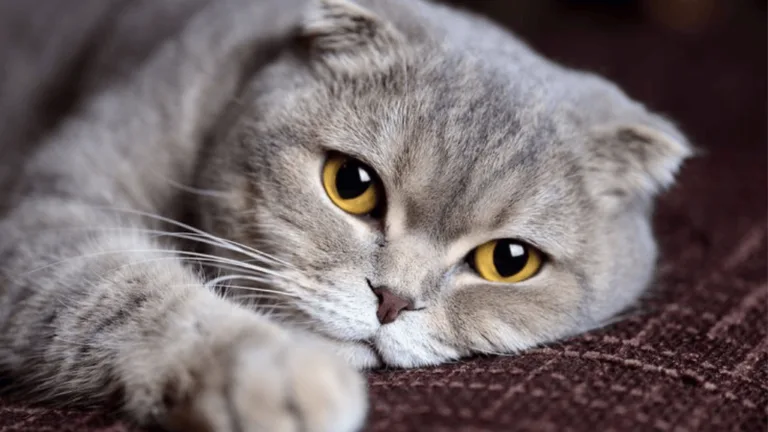 Discover the Cat with Biggest Eyes: Unique Felines 8 Cat with Biggest Eyes