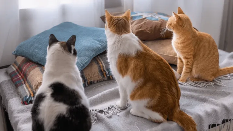 Cats Household: Integrating Felines into Your Home 22 Cats Household