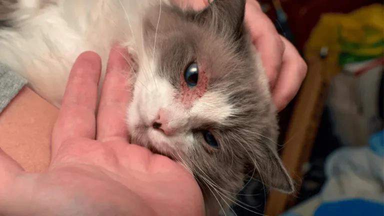 Cats and Infections: Signs & Prevention Tips 15 Cats and Infections
