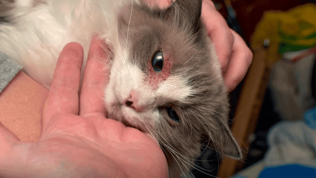Cats and Infections
