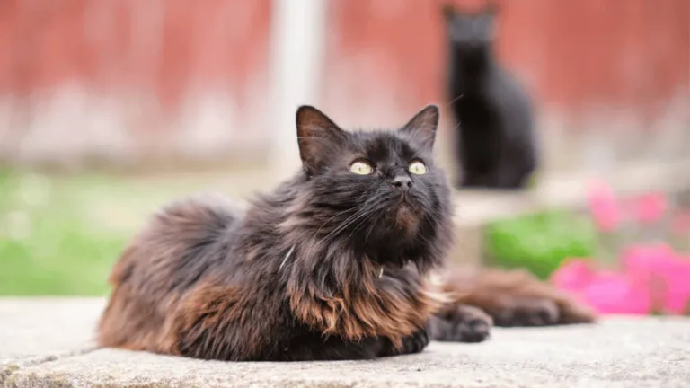 Do Long Haired Cats Shed More? Feline Facts. 29 Do Long Haired Cats Shed More