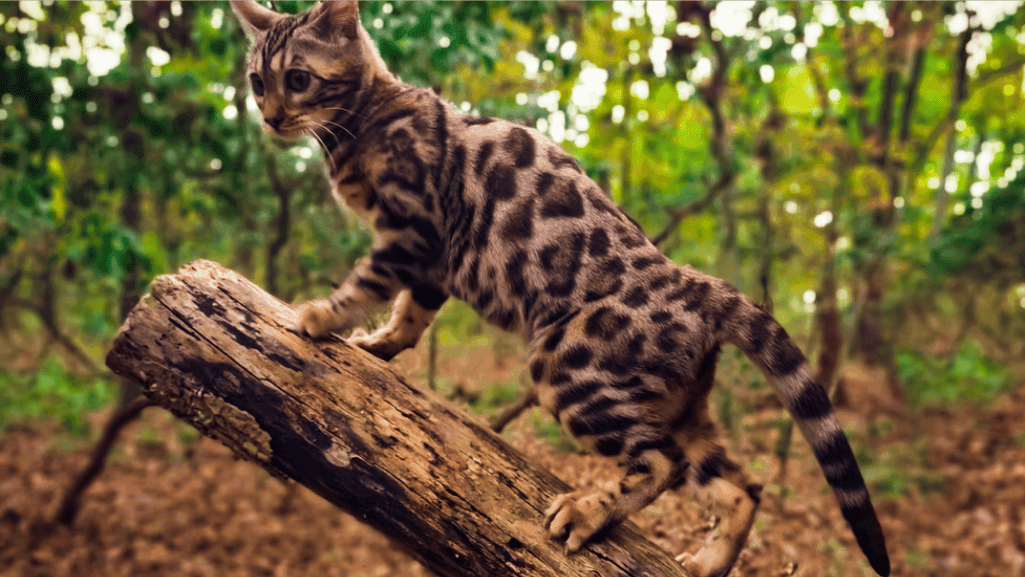 Exotic Bengal Cat