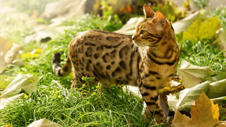 Exotic Domestic Cats: Exotic Domestic Cats 36 Exotic Domestic Cats